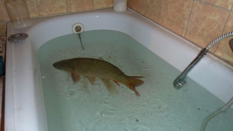 File:Bathtub Carp.jpg